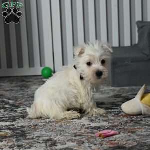 Jasper, West Highland Terrier Puppy